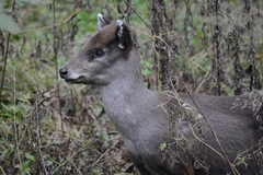 Tufted Deer photo 2