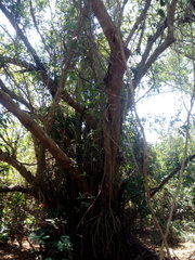 Bravaisia integerrima