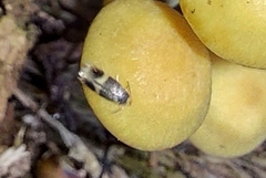 Stigmella naturnella