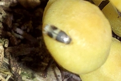 Stigmella naturnella