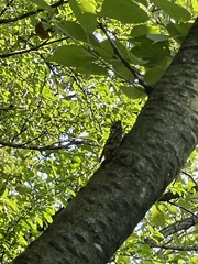 Graptopsaltria nigrofuscata