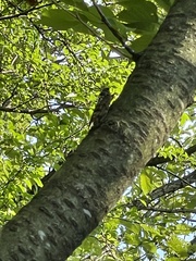 Graptopsaltria nigrofuscata