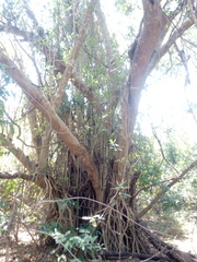 Bravaisia integerrima