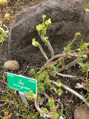 Portulaca molokiniensis Hobdy