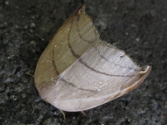 Pseudalbara parvula