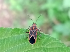 Graptostethus servus