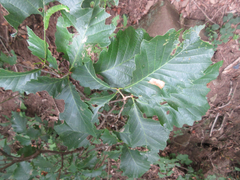 Quercus aliena