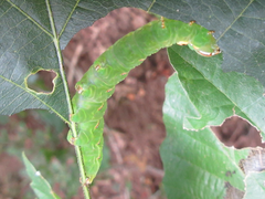 Peridea gigantea