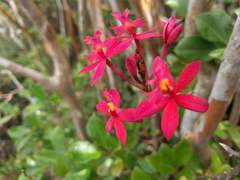 Epidendrum × obrienianum