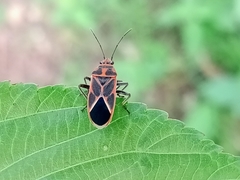 Graptostethus servus