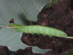 Peridea gigantea