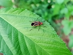 Graptostethus servus