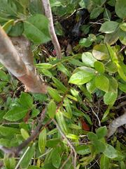 Epidendrum × obrienianum