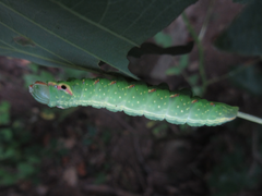 Peridea gigantea