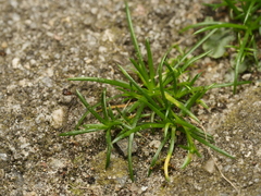 Sagina procumbens