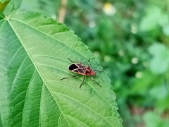 Graptostethus servus