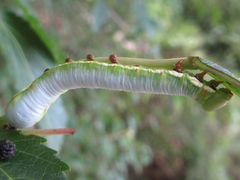 Shaka atrovittatus