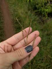 Paspalum scrobiculatum