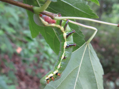 Shaka atrovittatus