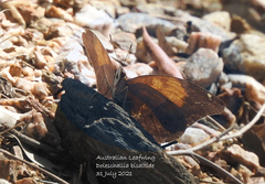 Doleschallia bisaltide australis