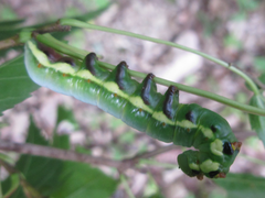Shaka atrovittatus