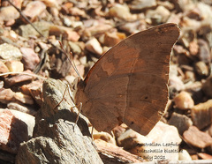 Doleschallia bisaltide australis