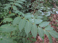 Picrasma quassioides