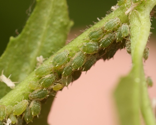 Aphis grossulariae