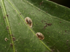 Lichtensia viburni