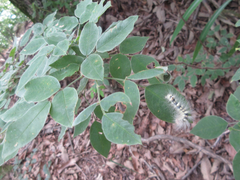 Lespedeza maximowiczii