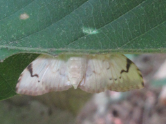 Neoanalthes contortalis