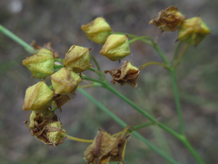 Vincetoxicum pycnostelma