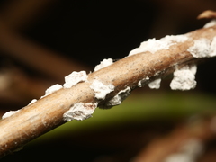Pulvinaria hydrangeae