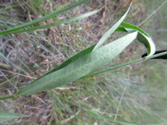 Vincetoxicum pycnostelma