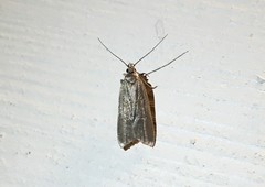 Acompsia cinerella
