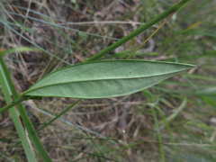 Vincetoxicum pycnostelma