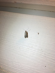 Acompsia cinerella