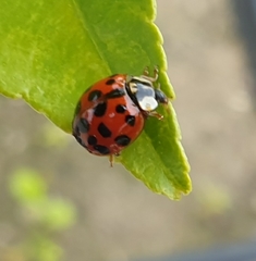 Harmonia axyridis