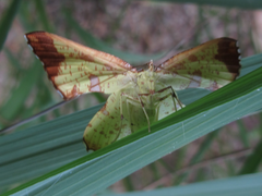 Corymica pryeri