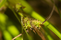 Carex wahuensis
