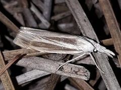 Metacrambus pallidellus