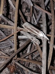 Metacrambus pallidellus