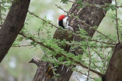 Chloropicus namaquus