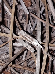 Metacrambus pallidellus