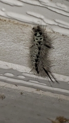 Lophocampa caryae