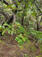 Citharexylum caudatum