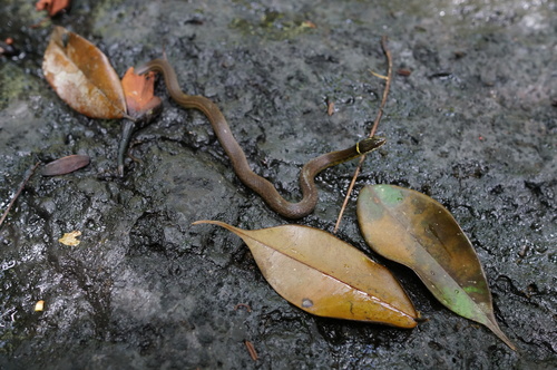 Erythrolamprus miliaris