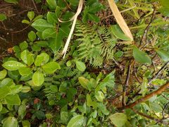 Pteridium aquilinum decompositum