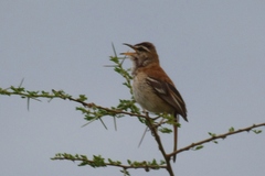Cercotrichas leucophrys