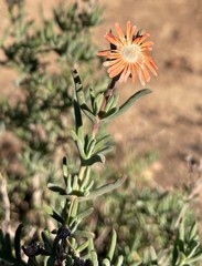 Delosperma multiflorum